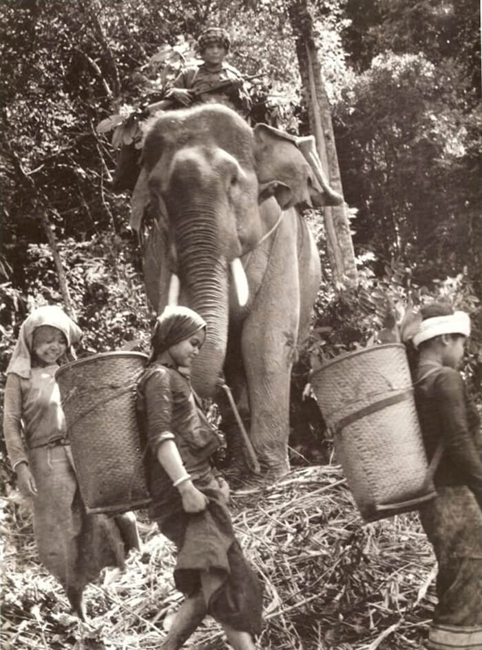 Ho Chi Minh trail