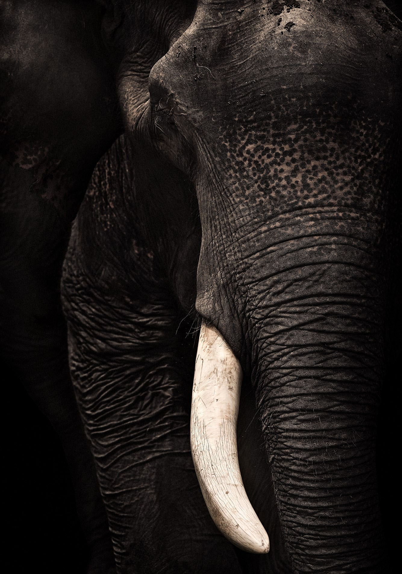 Unbelievable! The Secret Stomach Life Of Elephants - bmpr023