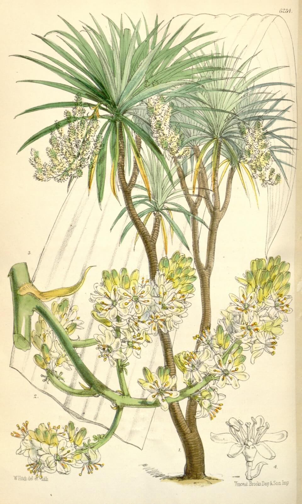 Padaran Dracanea